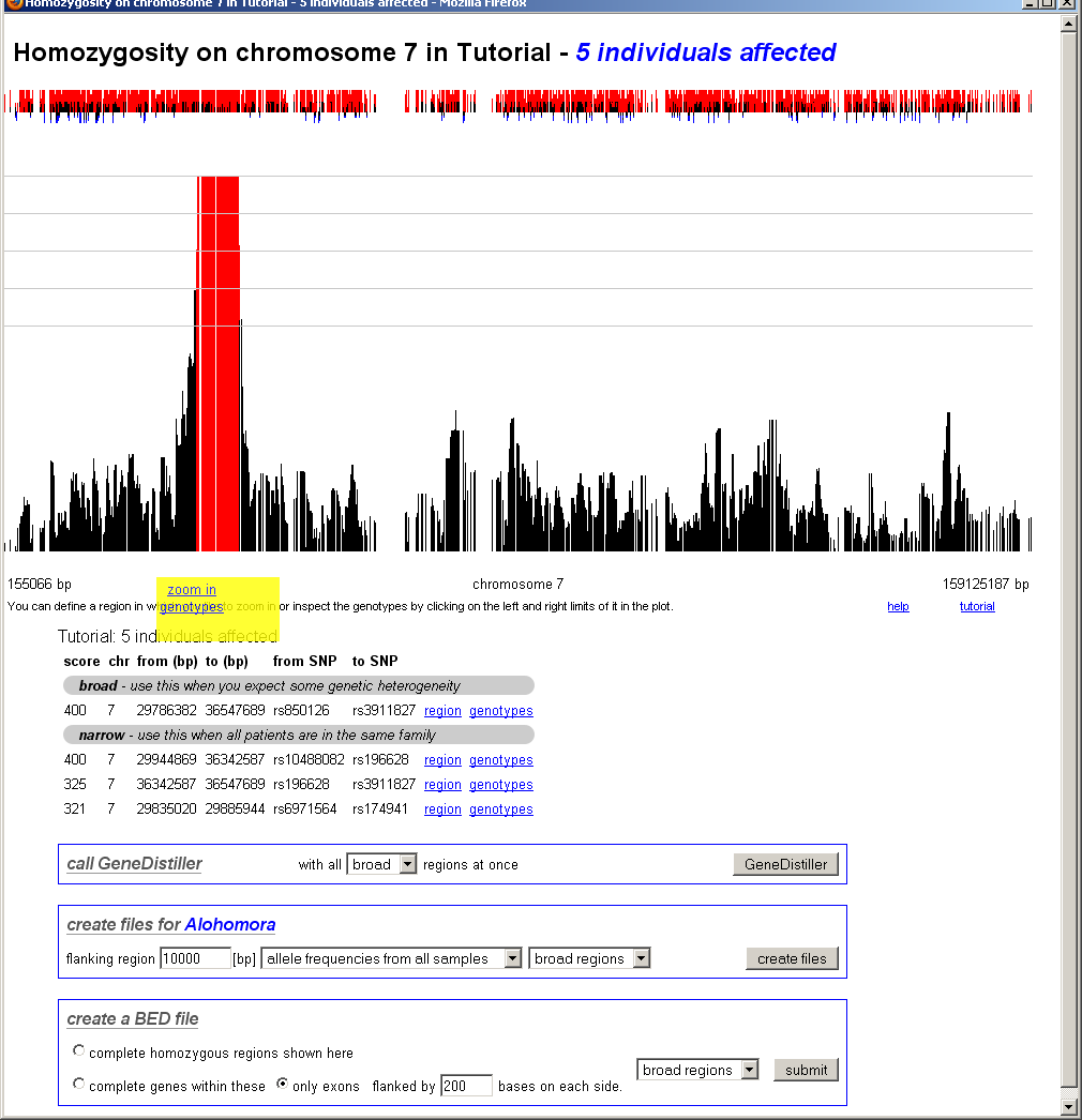 chomosomal homozygosity - zoom in